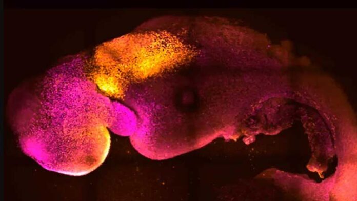 sarepol-Artificial-live-embryo