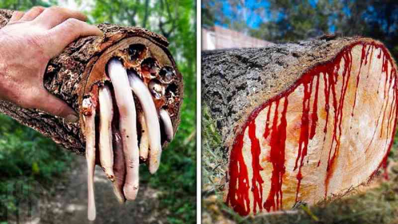 The most dangerous trees in the world that you should never touch