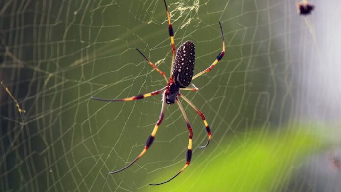 Why don't spiders stick to their webs